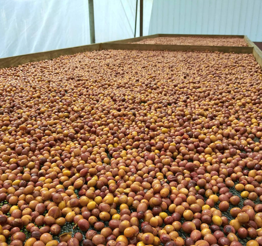 Costa Rica Cafetico – Single Origin – Caturra-Catuai varietal – Medium Roast