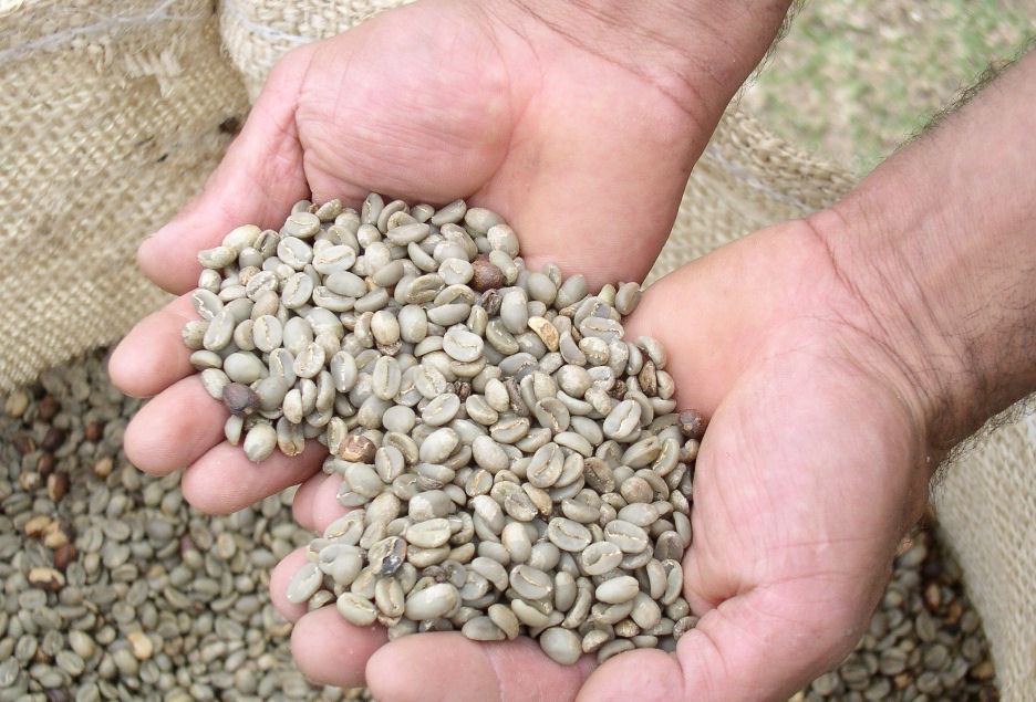 5 LB Green Coffee Beans – Honduras