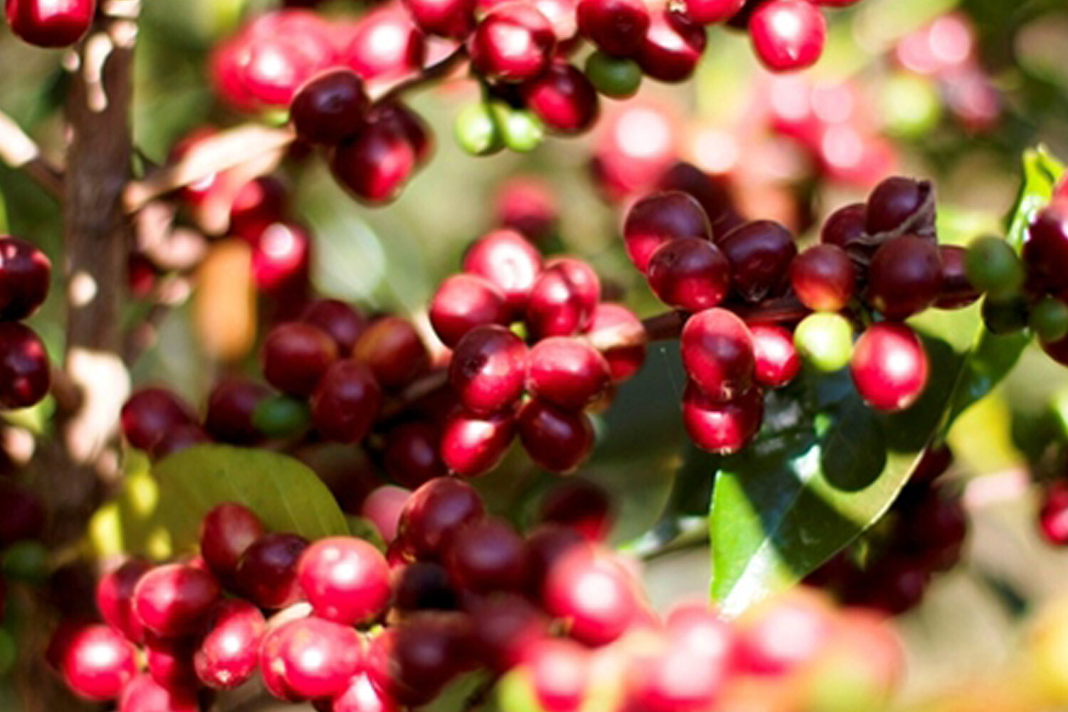 2lb/40lb – Kenya AA – Specialty Grade – Premium Unroasted Green Coffee Beans