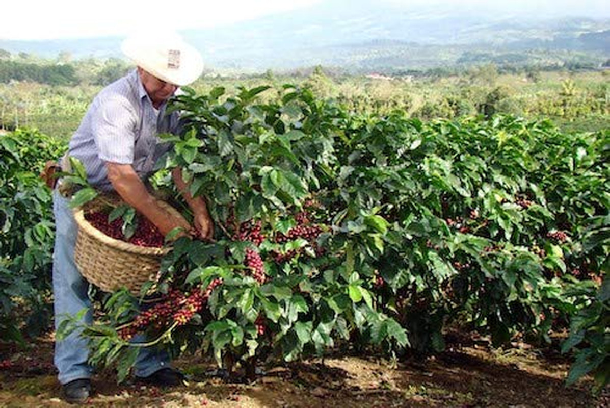 Cafe 1820 Molido – Costa Rica Gourmet Ground Premium Coffee – 4.4 Oz / 125 Gr –
