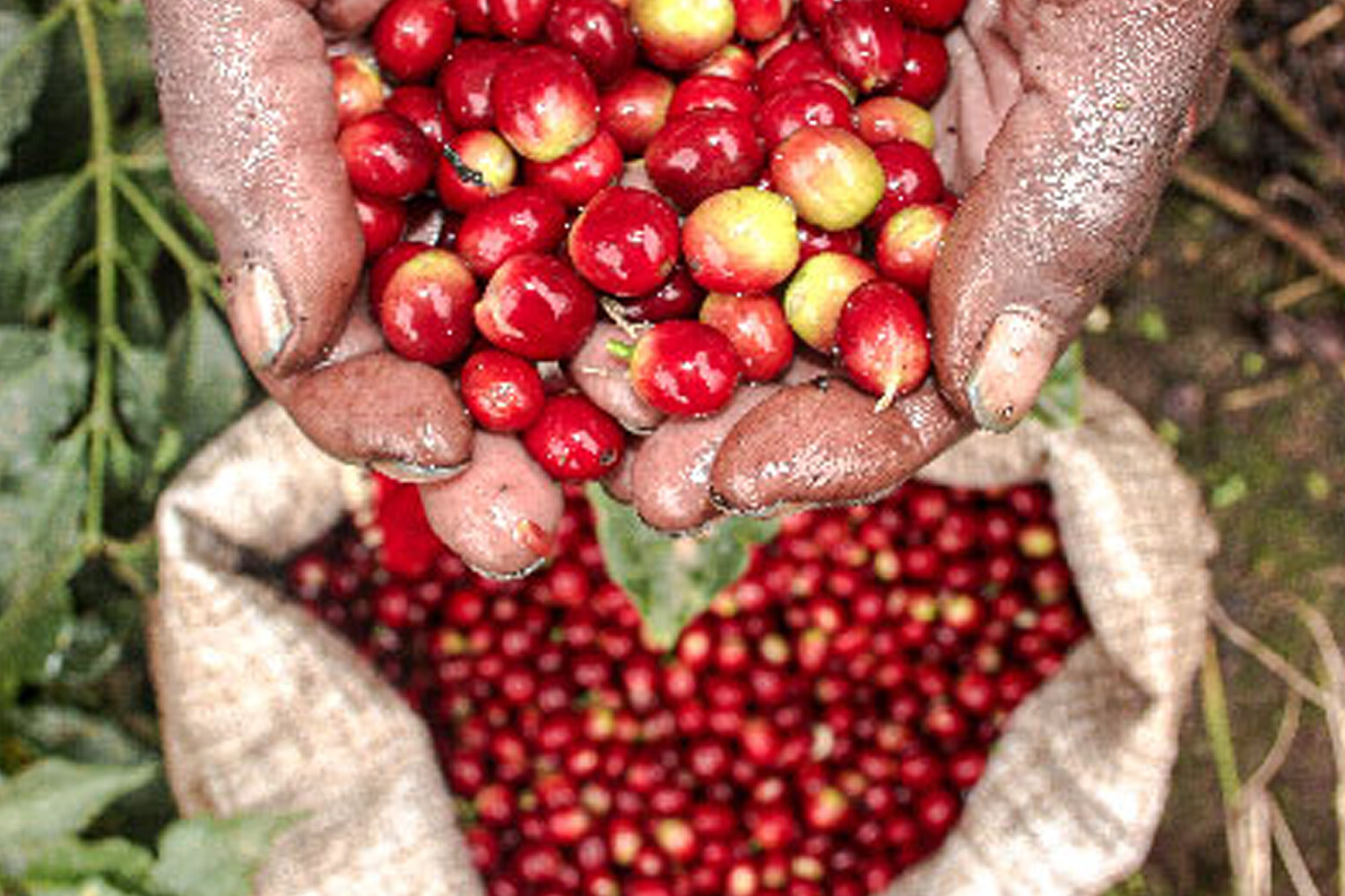 2lb/40lb – Tanzania Peaberry – Specialty Grade – Unroasted Green Coffee Beans