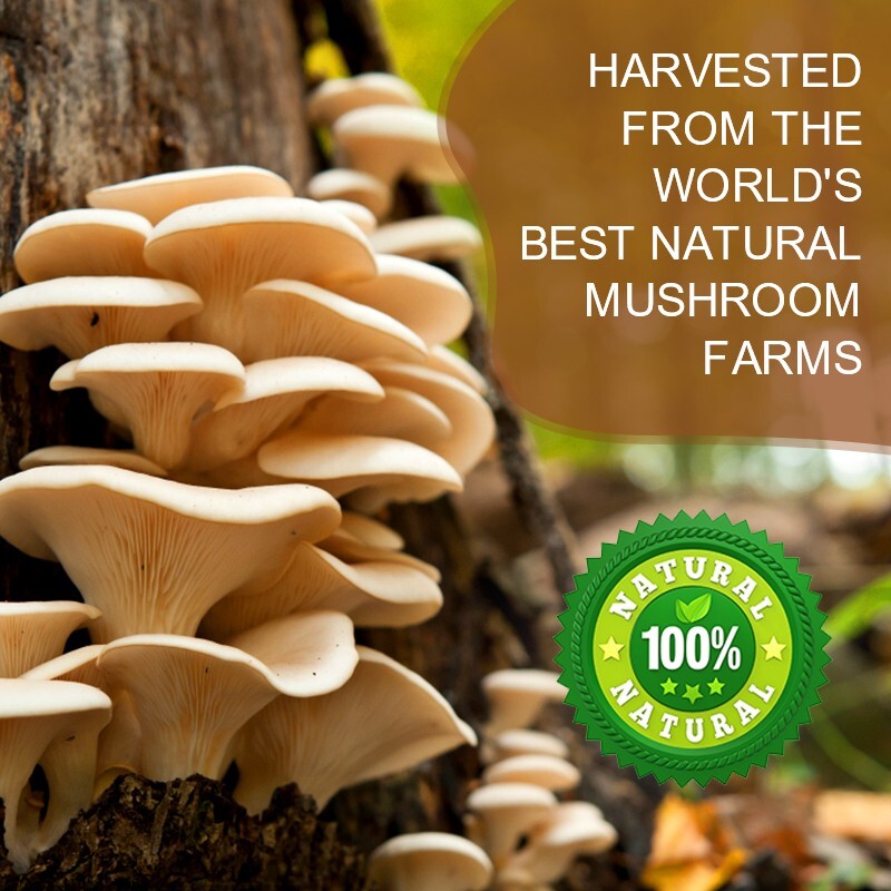 Organic Mushroom Coffee Instant Mushroom Coffee Powder Brain & Immune Boost