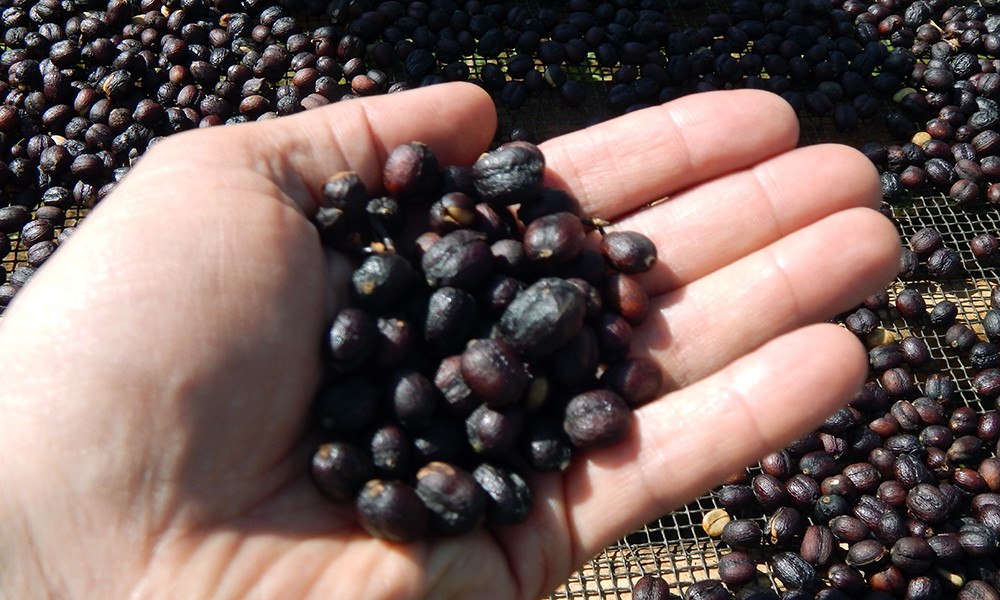 Coffee Beans Panama Bouquet Fresh Roasted Dark Daily 2 Pounds, 1 Pound Bags