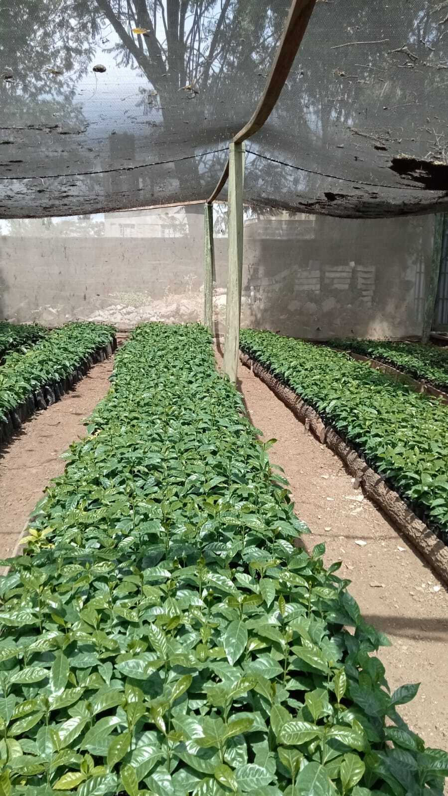 2Lb Kenya AA Coffee Superior Grade