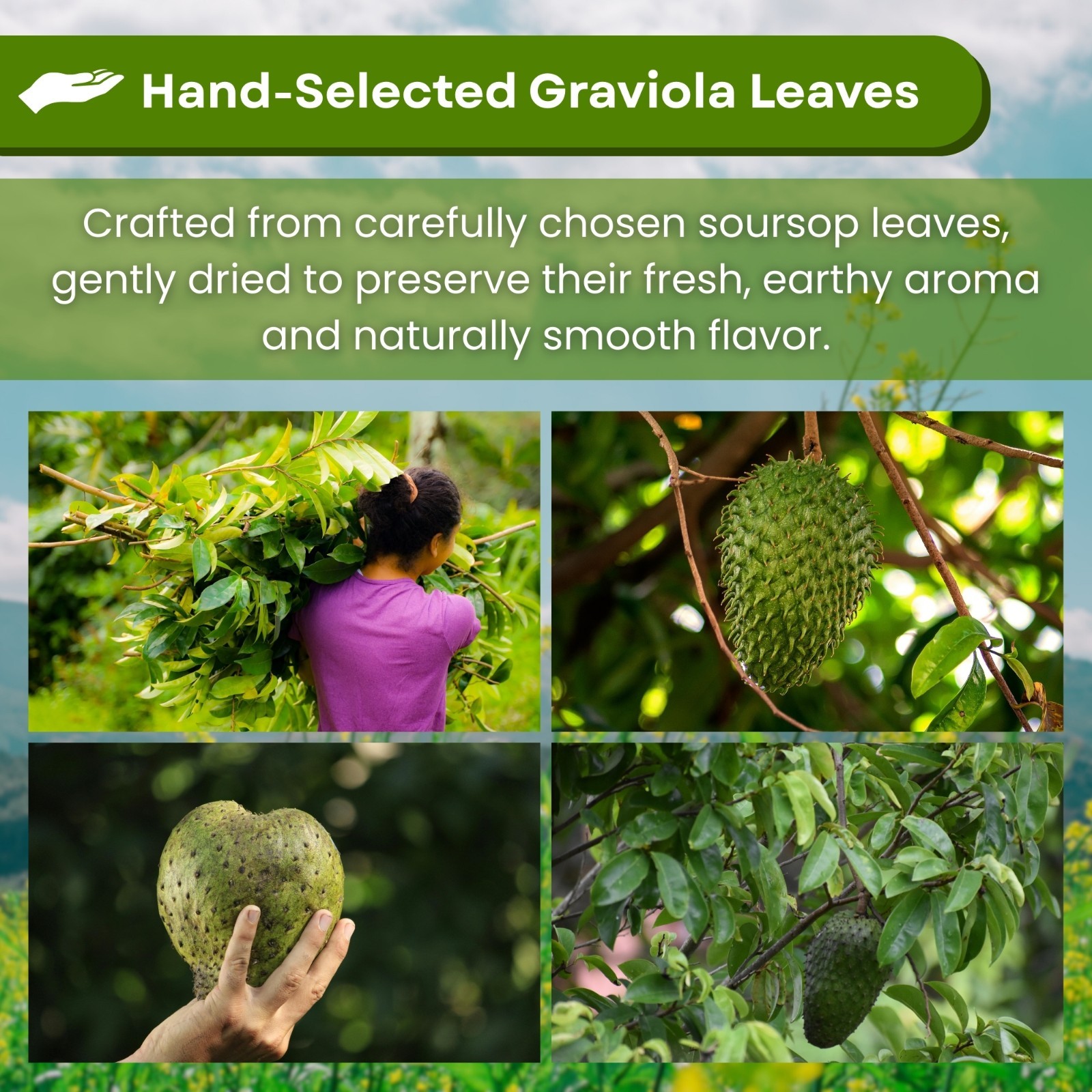 Soursop Tea Bags 100% Natural Hojas de Guanabana Leaves Graviola Tea from Peru