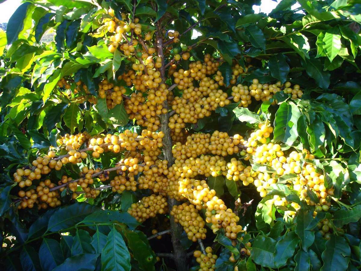 Brazilian Yellow Bourbon Coffee Beans, Medium Roasted Daily 2 Bags 1 Pound Each
