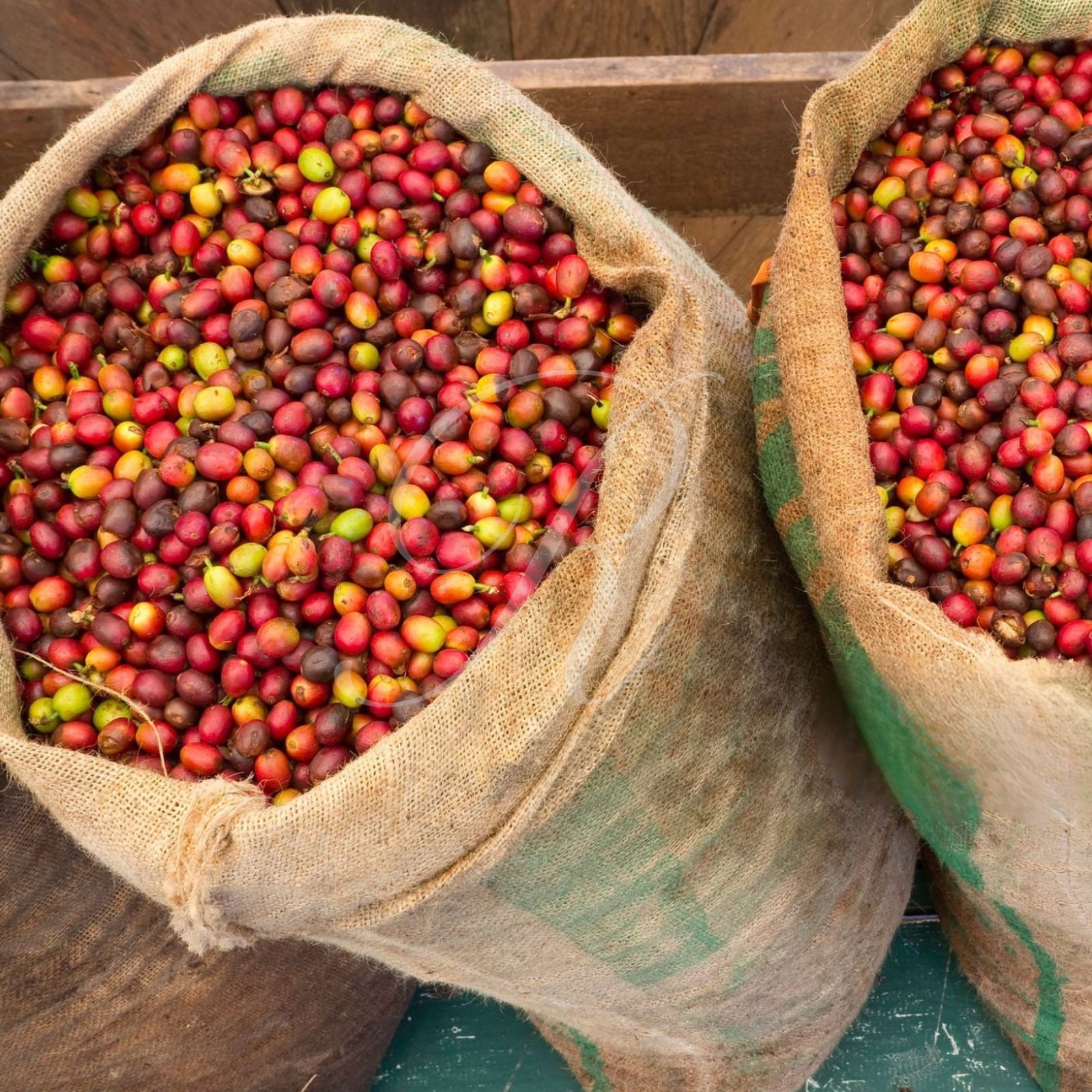 5 lbs of AUTHENTIC Kona Extra Fancy Coffee – Free Shipping!