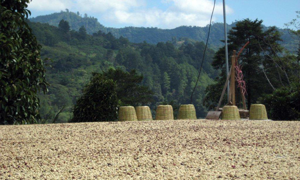Sumatra SHB Coffee Beans Fresh Roasted Daily Espresso 2 Bags / 1 Pound Each
