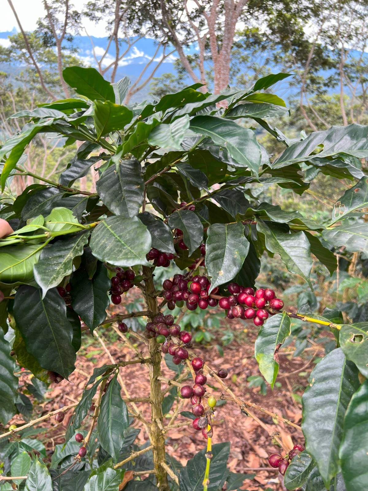1 LB HIGH ALTITUDE PERUVIAN PERU UNROASTED GREEN COFFEE BEANS – ORGANIC ARABICA