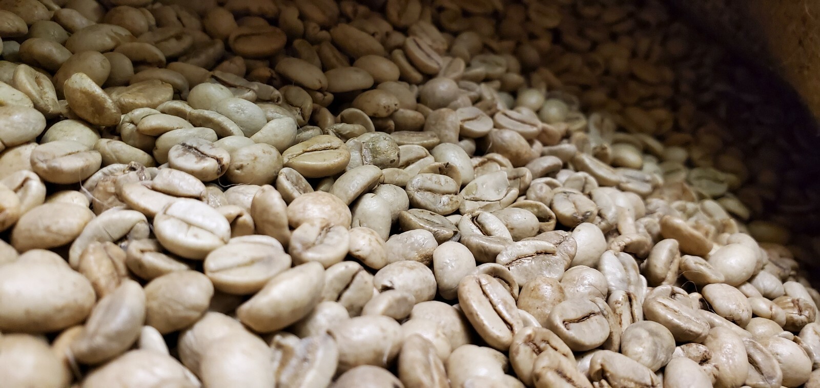 5 LB INDIA MONSOON MALABAR MONSOONED UNROASTED GREEN COFFEE BEANS – ARABICA