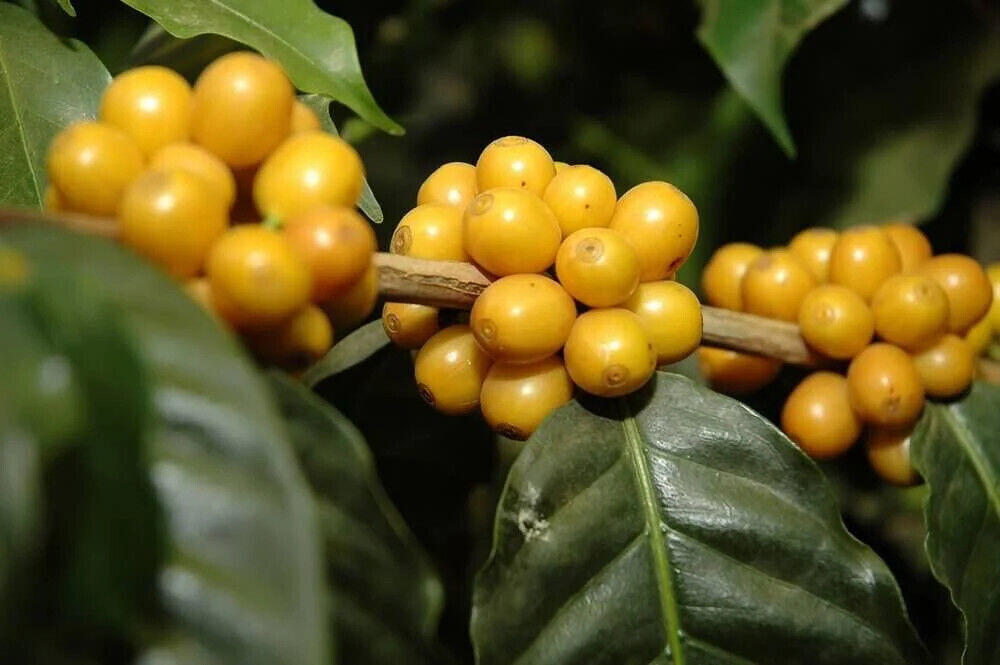 5 BEAN ESPRESSO COFFEE BEANS DARK ROASTED 5 POUNDS