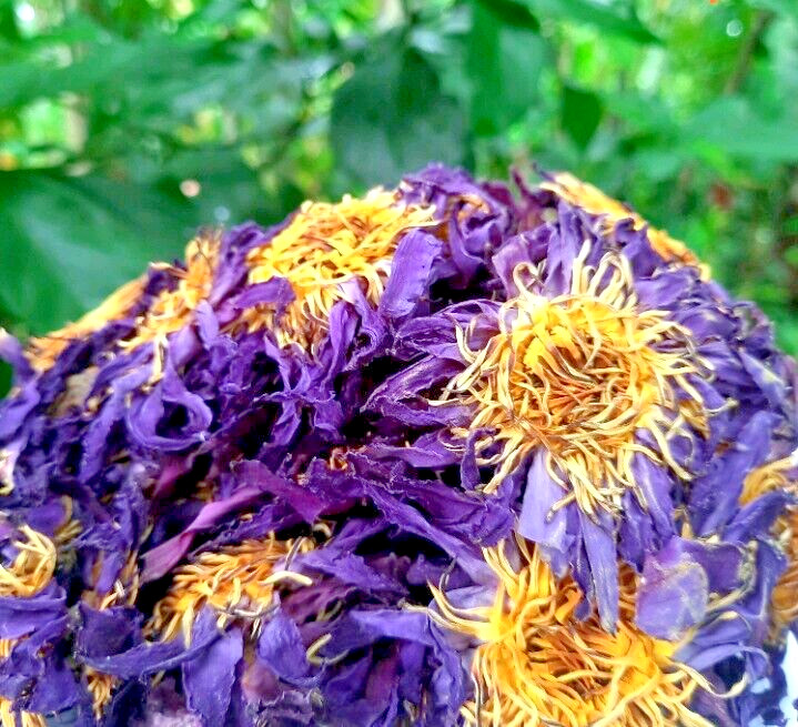 130g Dried Blue Lotus Flower Nymphaea Caerulea Natural Hand Picked Flower Herbal