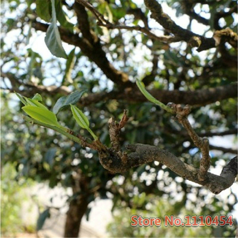 100g 50 Yr Mini Tuocha Yunnan Old Pu’er Tea Natural Herbal Detox Energy