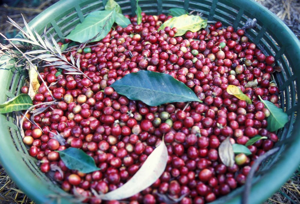2lb/40lb – Guatemala Antigua – Specialty Grade – Unroasted Green Coffee Beans