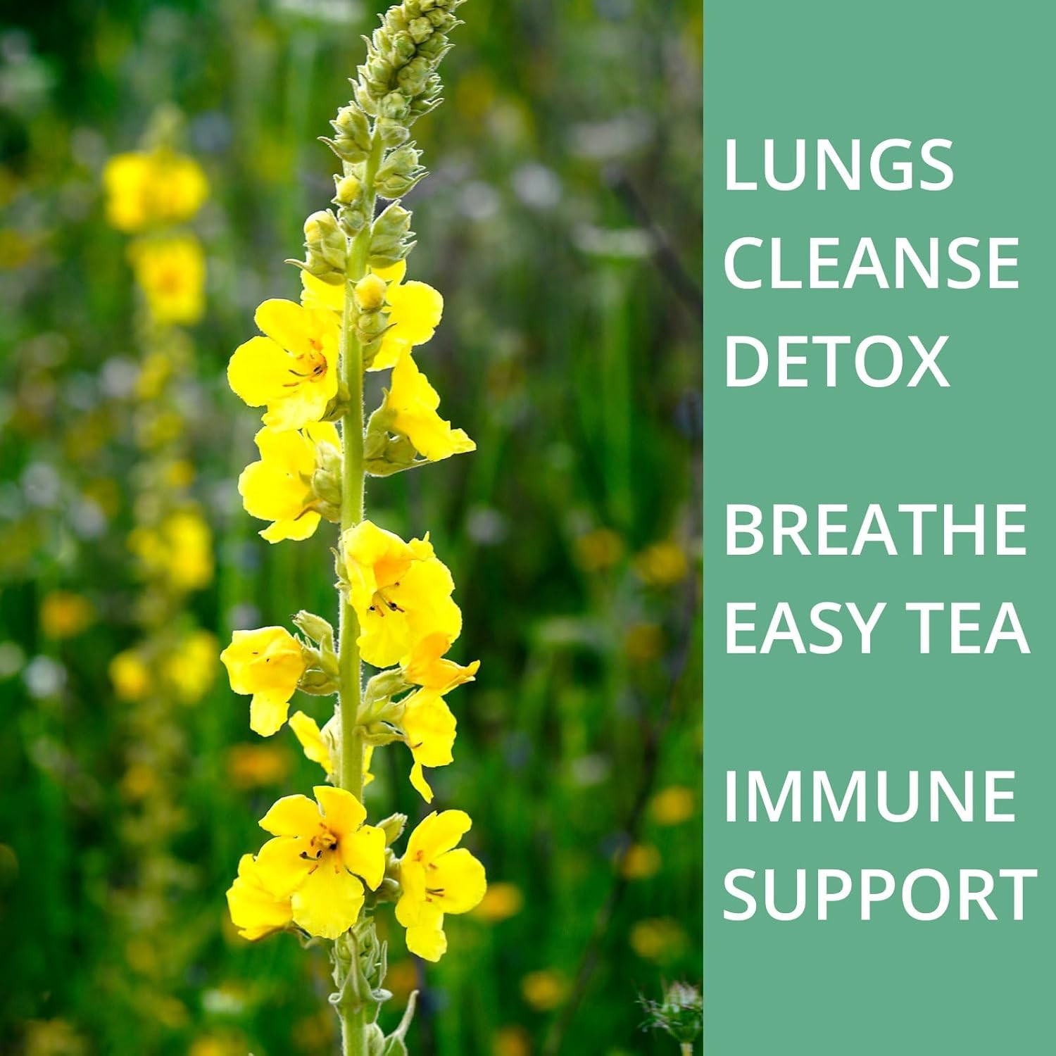 50 Mullein Tea Bags for Lungs, 100% Pure Mullein Leave Tea, Lung Detox Cleanse