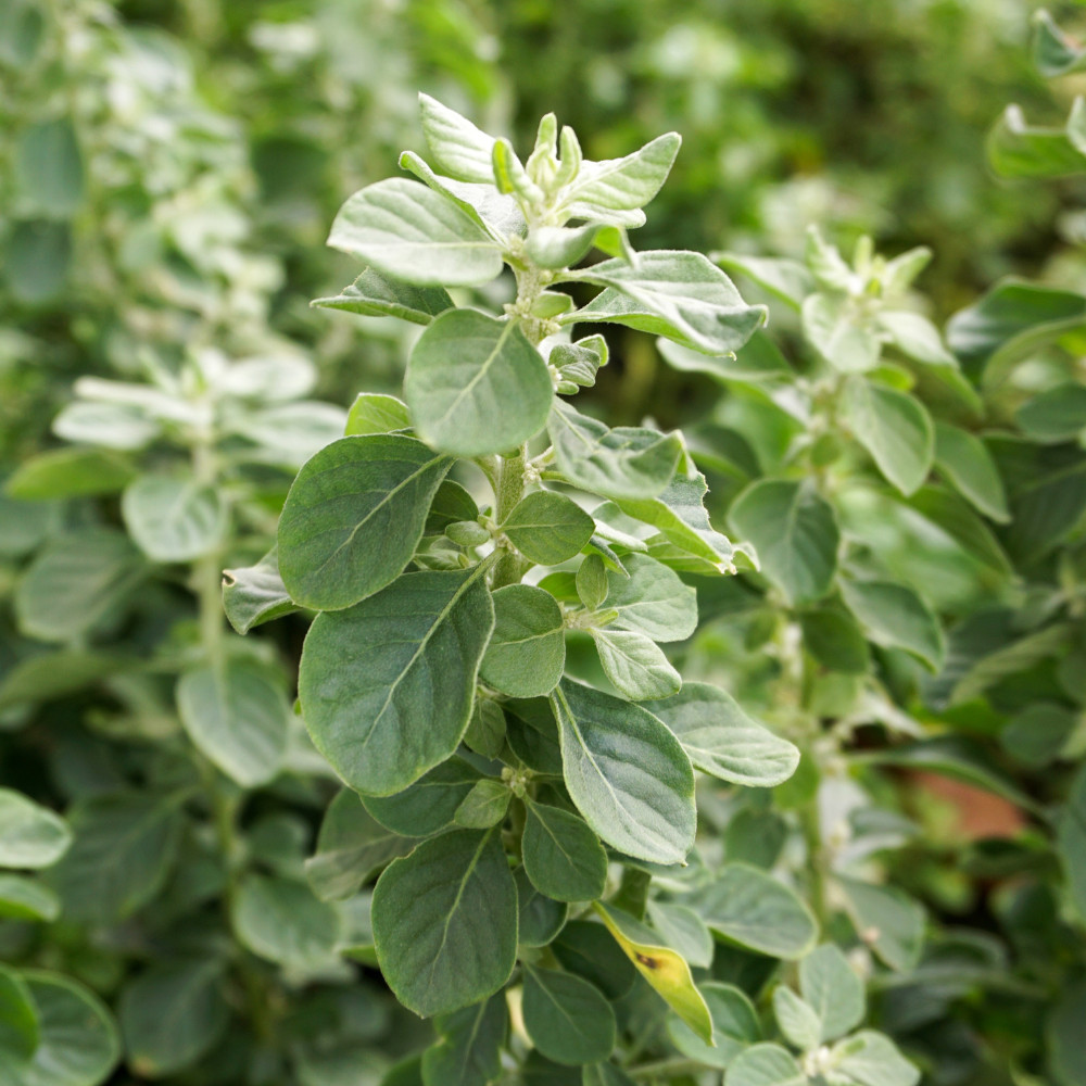 Polpala Aerva lanata Ancient Ceylonese Herb for Modern Wellness Benefits 50g