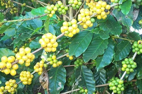 Costa Rican Geisha Coffee Beans Medium Roasted Daily 2 Bags / 1 Pound Each