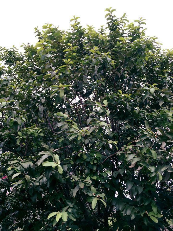 55 PC’S FRESH ORGANIC GUAVA LEAVES TEXAS GROWN GREEN Tea Hojas de Guayaba