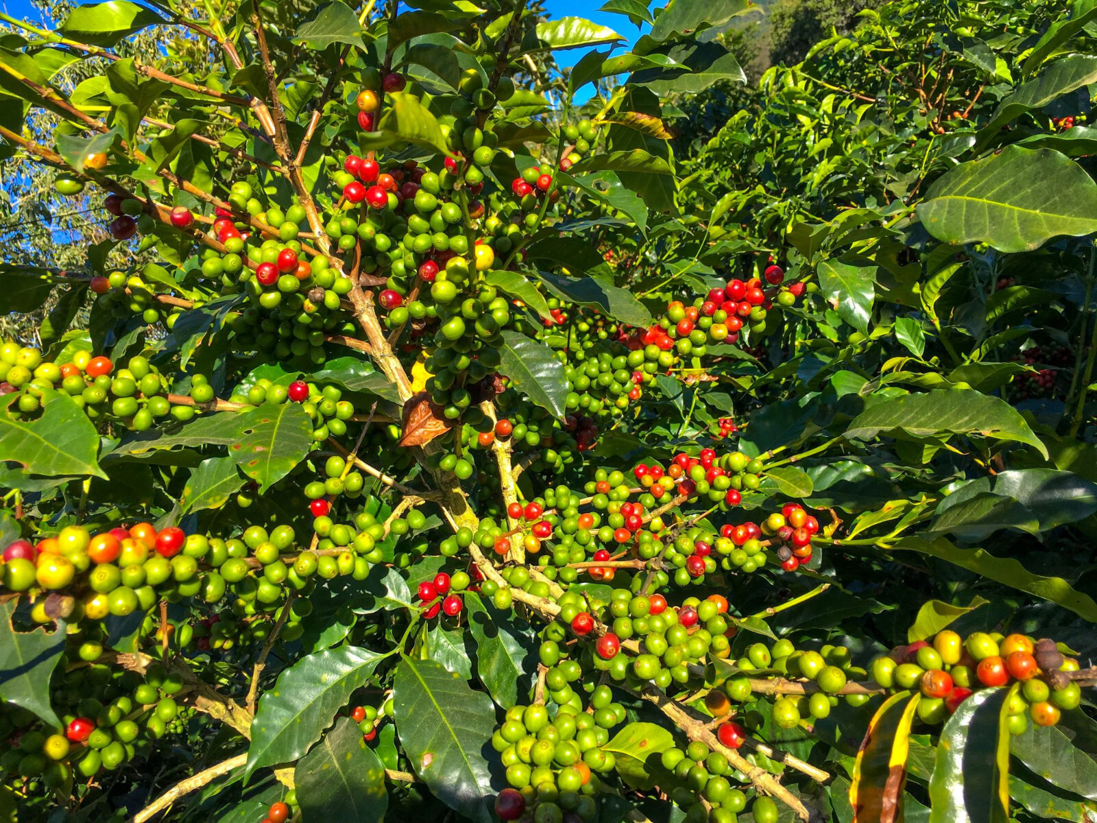 2lb/40lb – Uganda AA – Specialty Grade – Premium Unroasted Green Coffee Beans