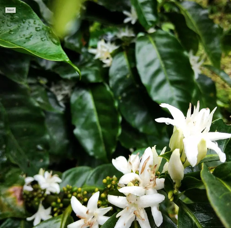 Costa Rica Cafetico – Single Origin – Caturra-Catuai varietal – Medium Roast