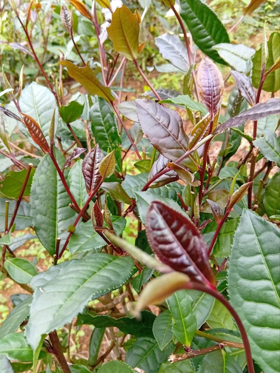 Best Ceylon Silver While Tea Dried Leaves 75 Handpicked Natural Strong & Quality
