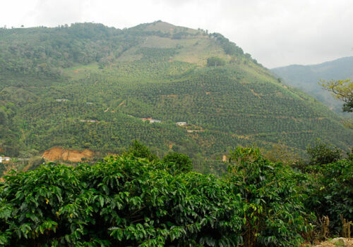 Brazilian Yellow Bourbon Coffee Beans, Medium Roasted Daily 2 Bags 1 Pound Each