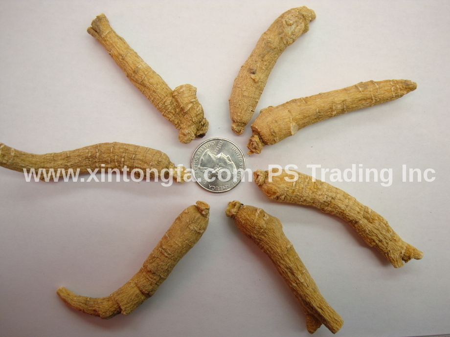4oz 8oz 1LB -100% Large Wisconsin American Ginseng Root Long (#G4) 純正美国威州花期参 大長泡
