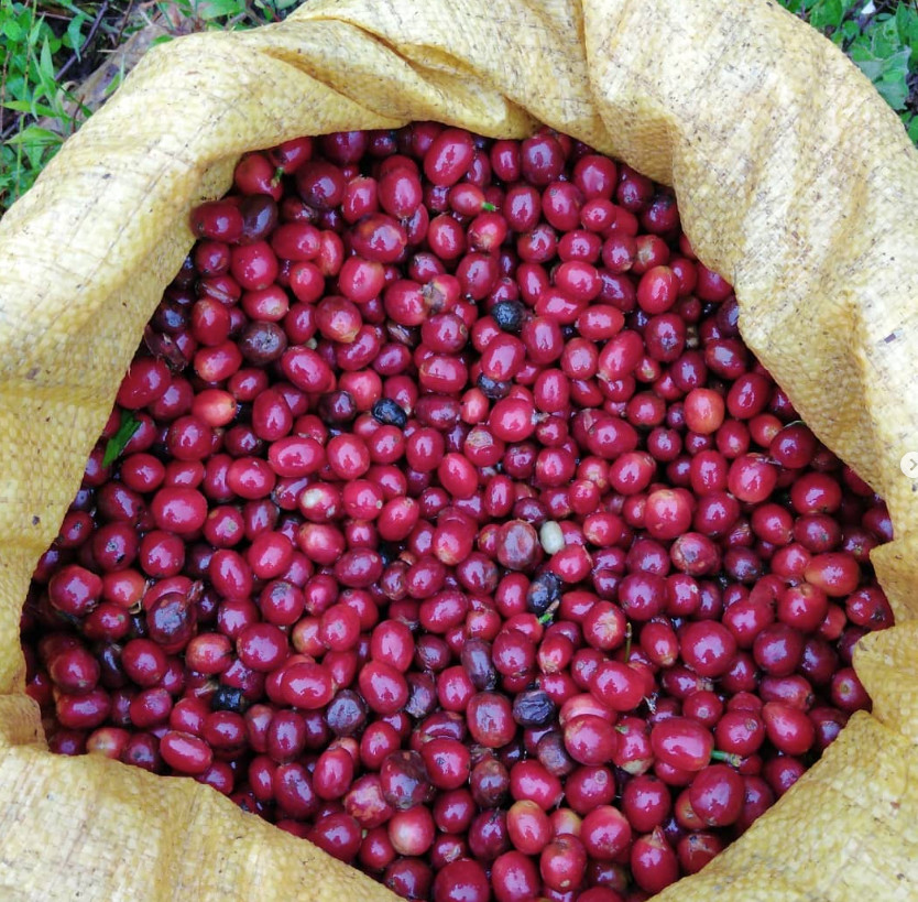 Costa Rica Cafetico – Single Origin – Caturra-Catuai varietal – Medium Roast