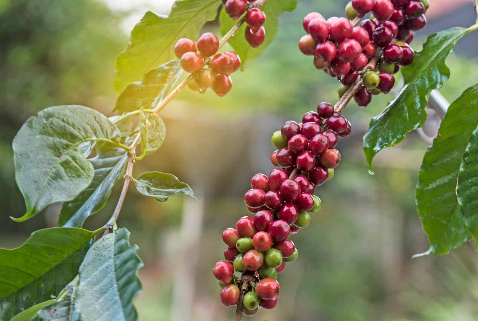 2lb/40lb – Honduras – Specialty Grade – Premium Unroasted Green Coffee Beans