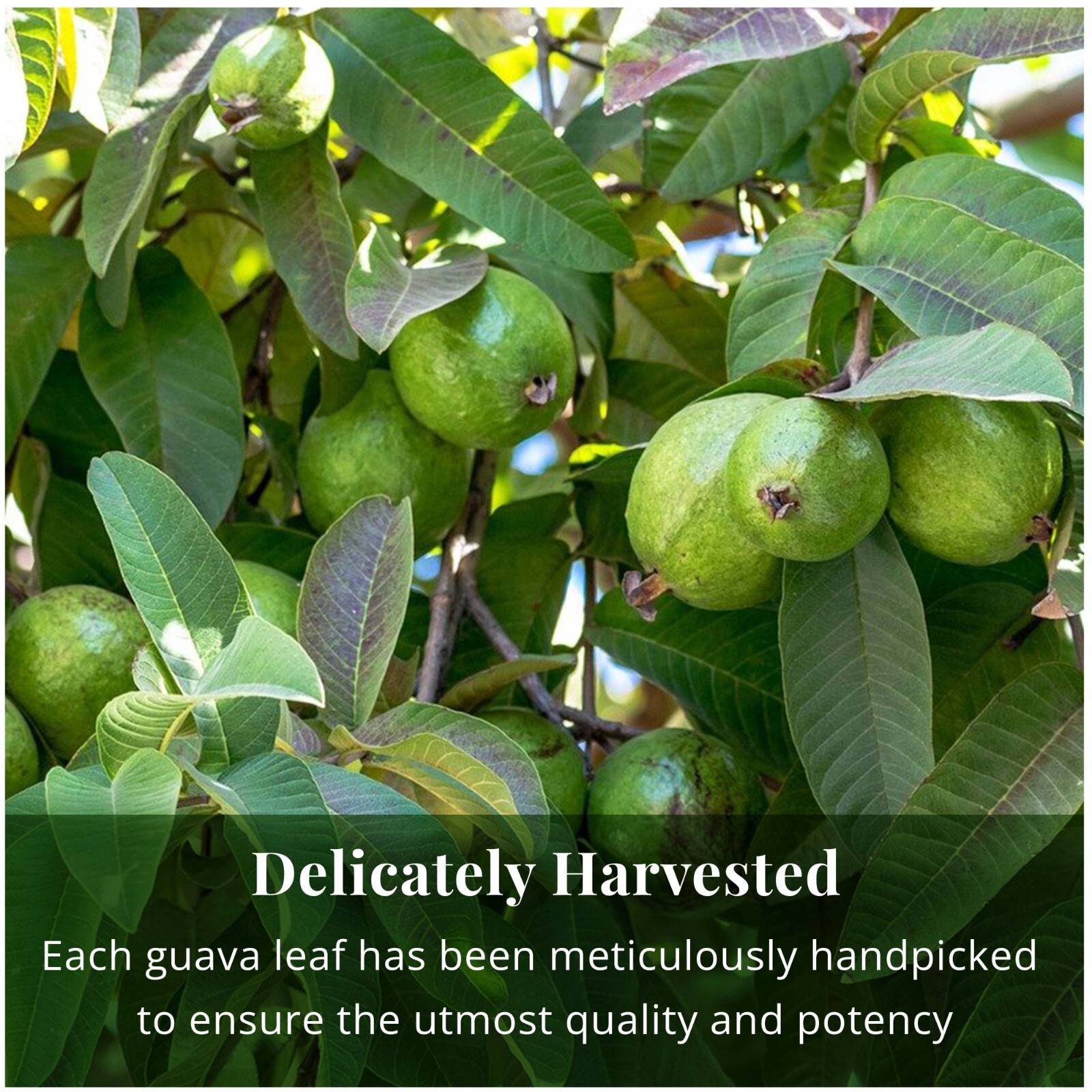 Te Hojas de Guayaba, Guava Leaves Organic, Dried Guava Leaf, Loose Tea, 5.2oz.