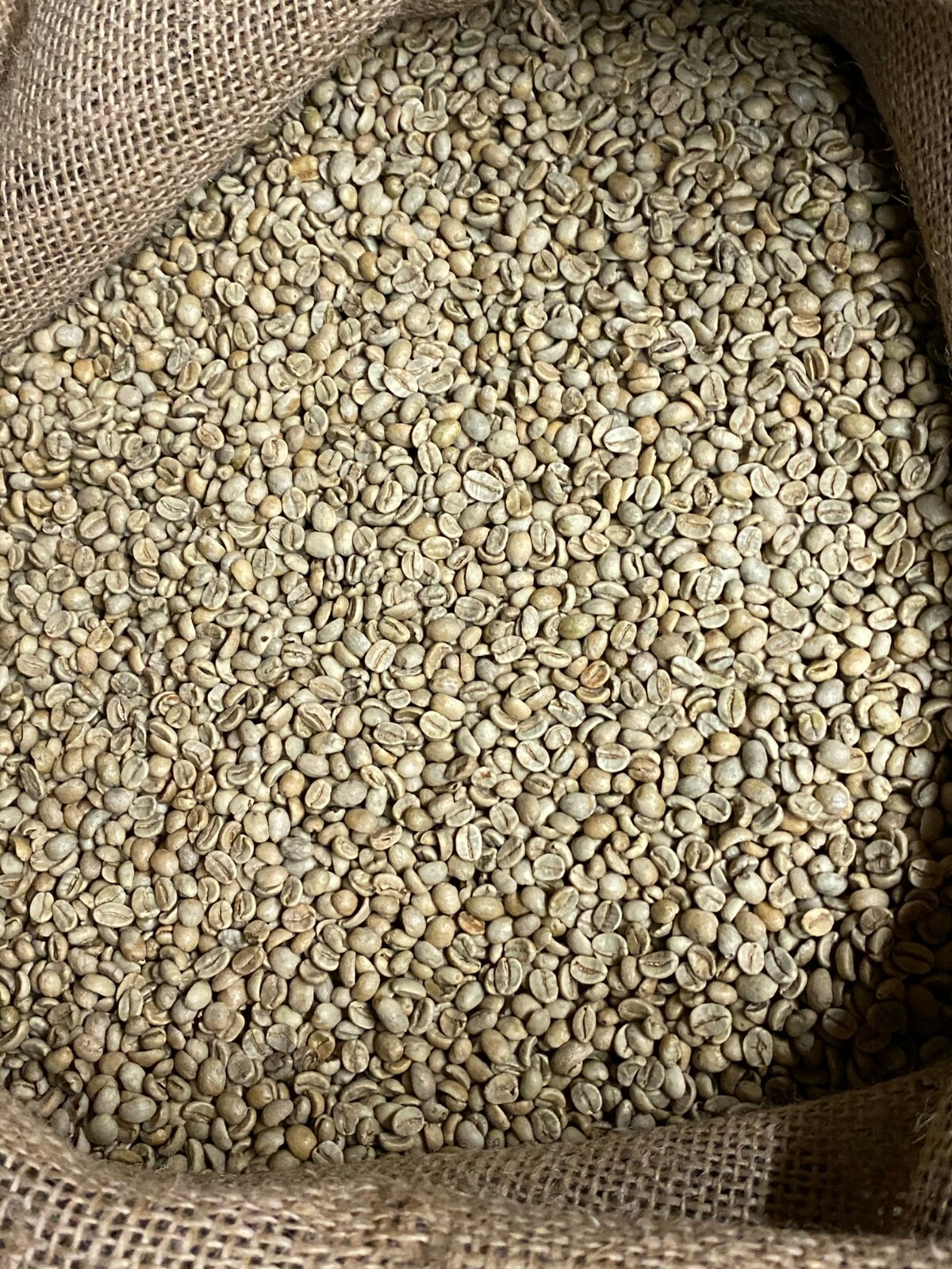 5 LB FRESH UNROASTED EL SALVADOR GREEN COFFEE BEANS FIVE POUND – ARABICA