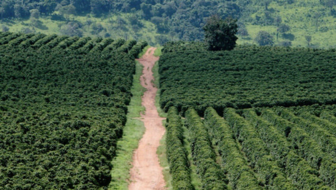 2, 5, 10 LB INDONESIA SUMATRA FRESH ROASTED COFFEE WHOLE BEAN, GROUND – ARABICA
