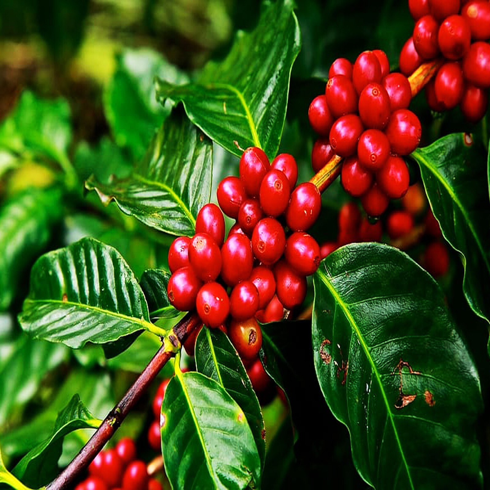 Black Coffee been ground fine Powder Best Quality Ceylon Coffee 100g