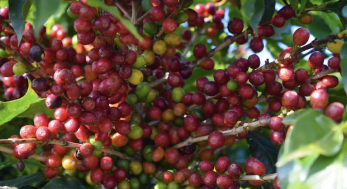 2, 5, 10 LB INDONESIA SUMATRA FRESH ROASTED COFFEE WHOLE BEAN, GROUND – ARABICA