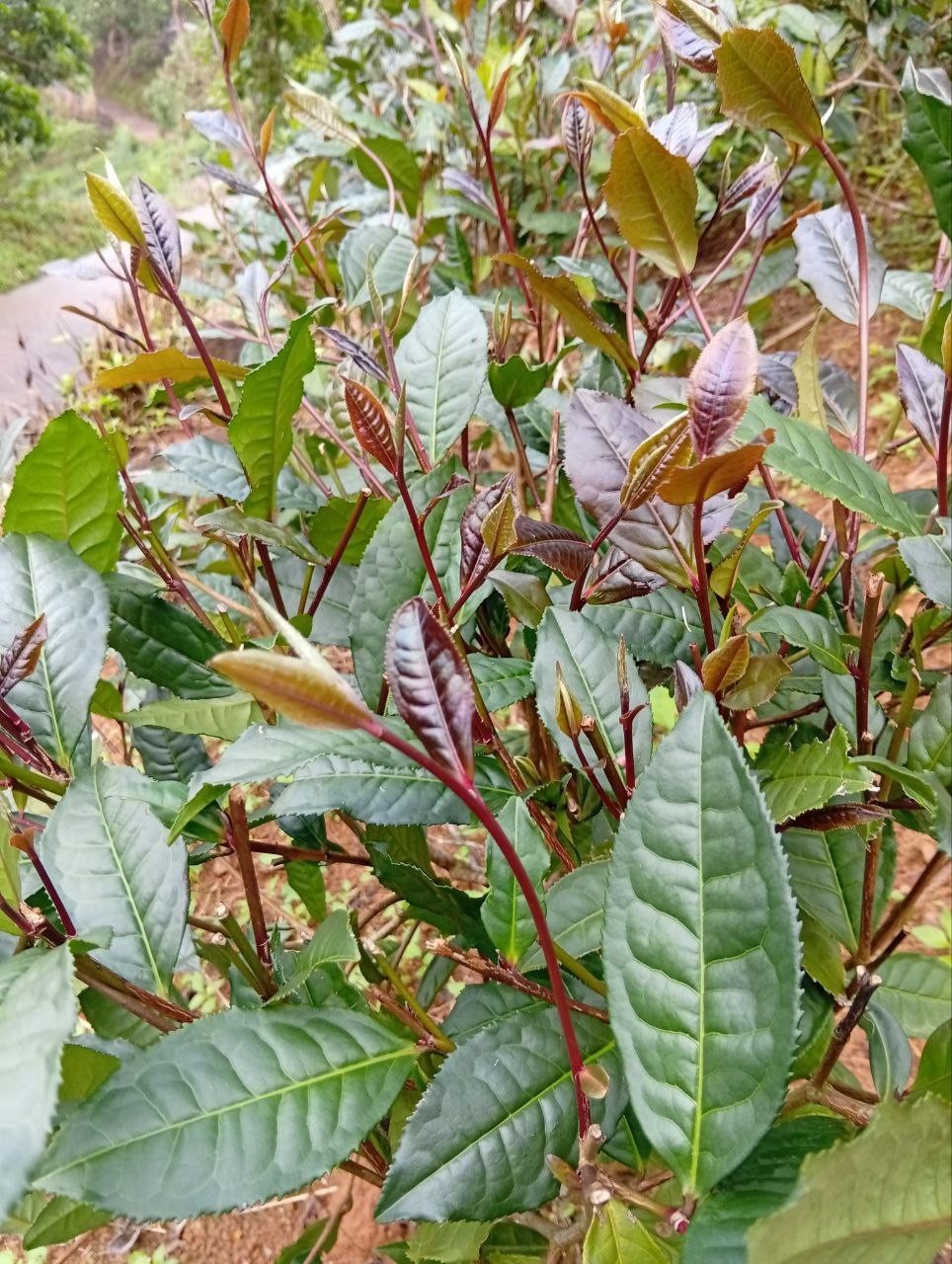 Best Ceylon Silver While Tea Dried Leaves 75 Handpicked Natural Strong & Quality