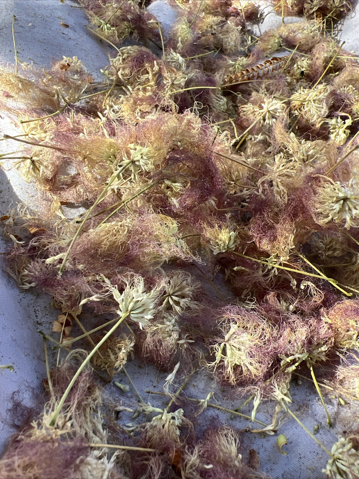 Albizia Julibrissin | Dried Mimosa Tree Flower & Leaf Tea Calm Mood