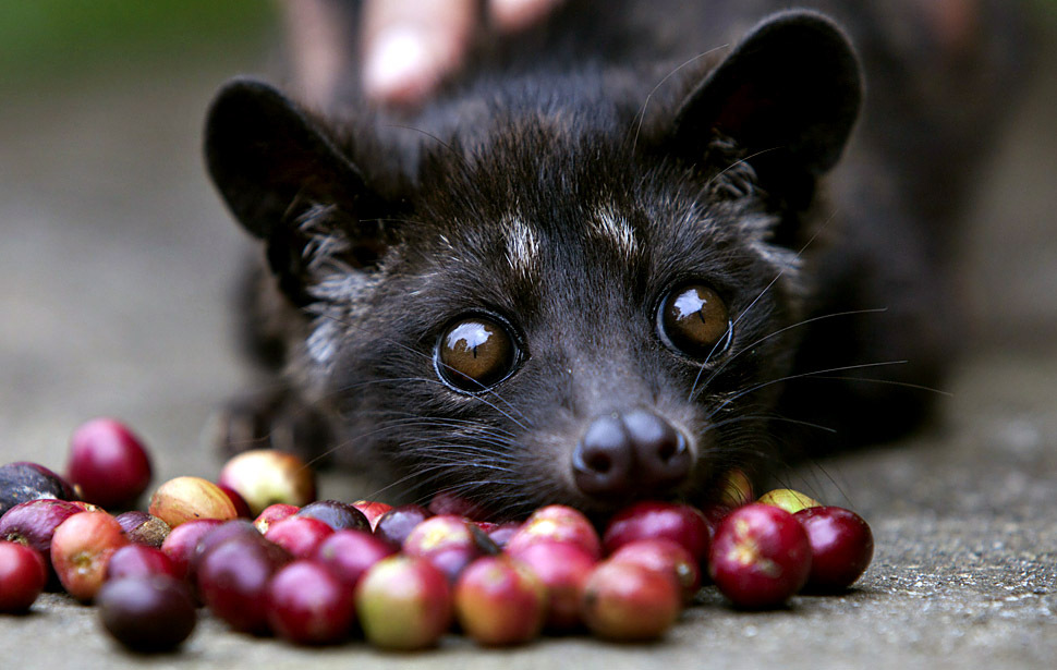 100% KOPI LUWAK Coffee 100 grams 100% A U T H E N T I C (over 200 sold)