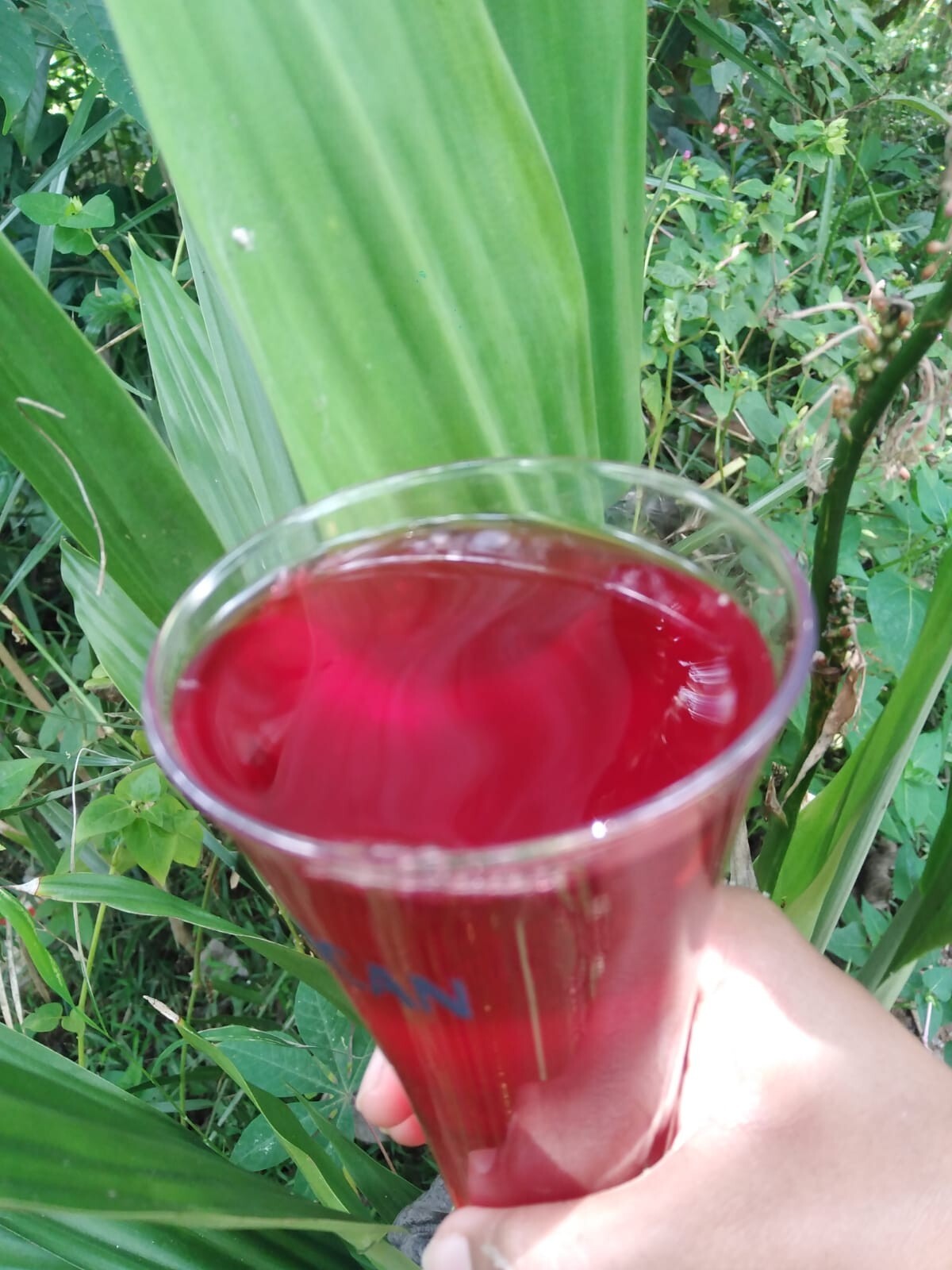 Hibiscus Dried Flower Organic Cut Flowers – Hibiscus Sabdariffa- 100% Premium