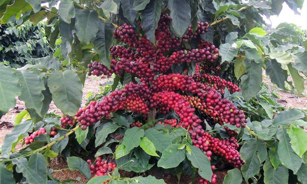 KENYA AA KAHINDU COFFEE BEANS MEDIUM ROASTED 2 POUNDS