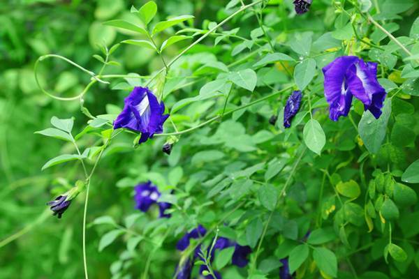 Blue Butterfly Pea Flower Tea loose leaf 100% Natural Organic Thai Herb 50g