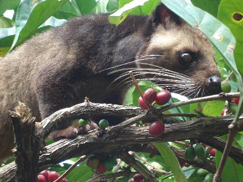 100% Authentic KOPI LUWAK Coffee 1/2 POUND (226 grams)