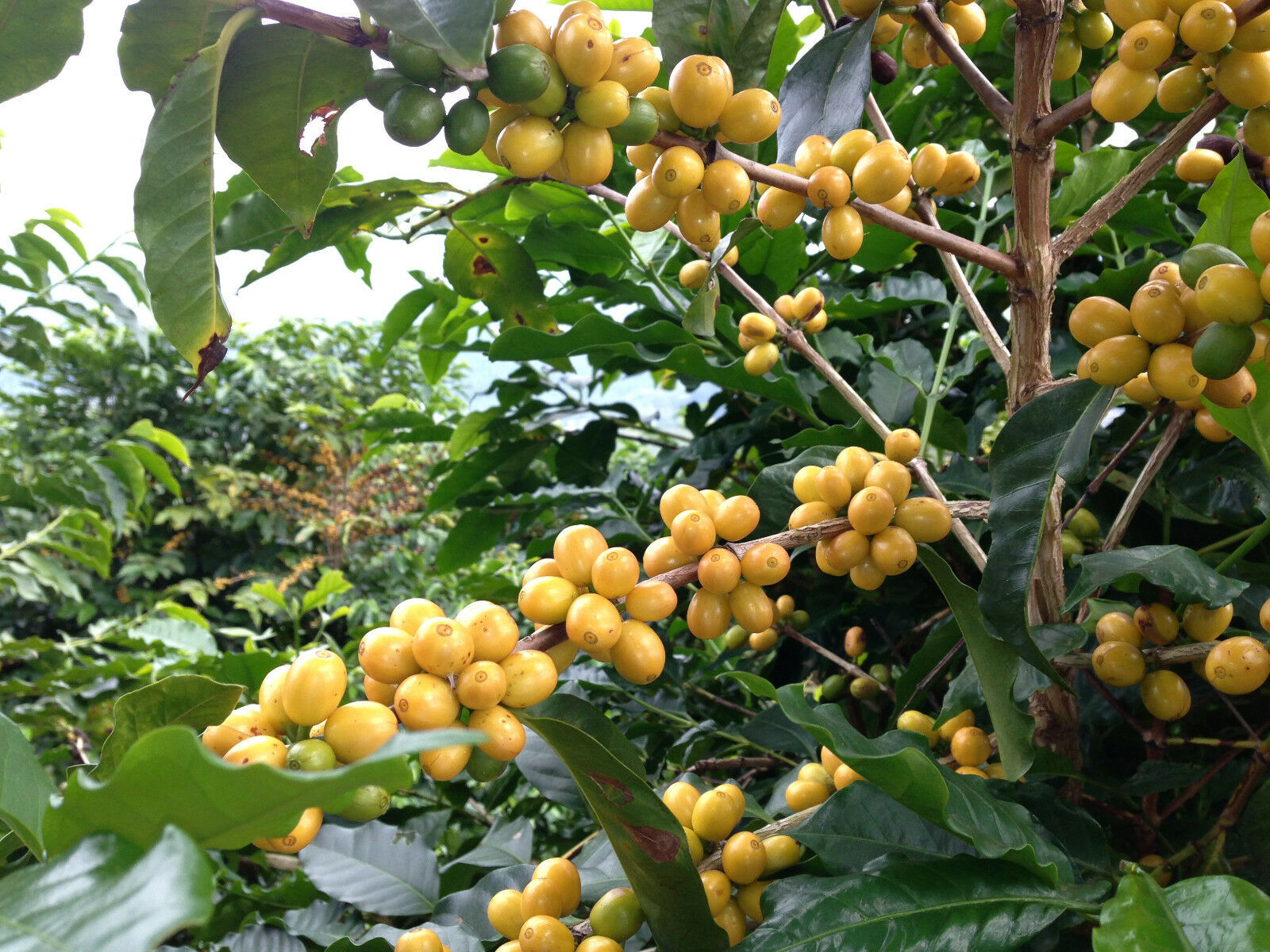 100% HAWAIIAN KONA COFFEE BEAN DARK ROASTED 2, 4, 6, 10 POUNDS IN 1 POUND BAGS