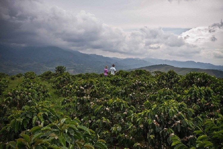 Jamaican Blue Mountain & Kona Coffee Beans Medium Roasted 3 / 1 Pounders of Each