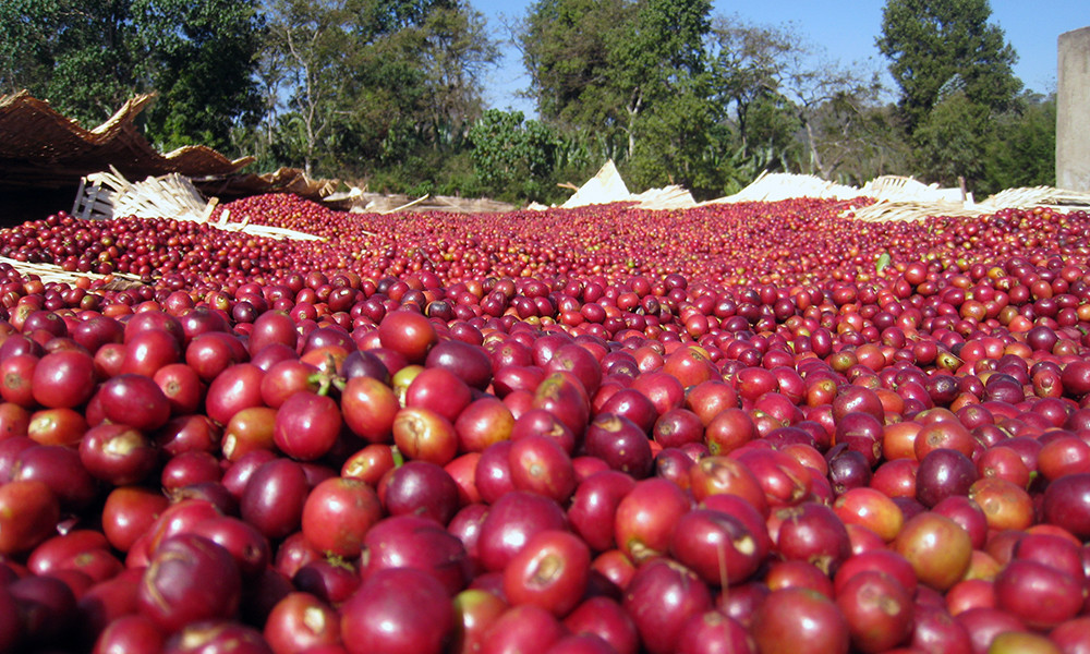 DOTA COSTA RICAN TARRAZU COFFEE BEANS MEDIUM ROASTED 2 POUNDS