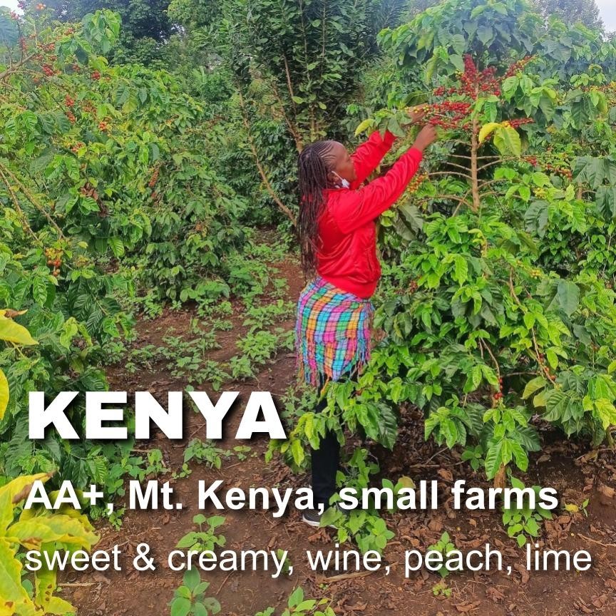 Kenya AA-plus, unroasted green coffee beans, smallholder farms, Mt. Kenya, 4lbs