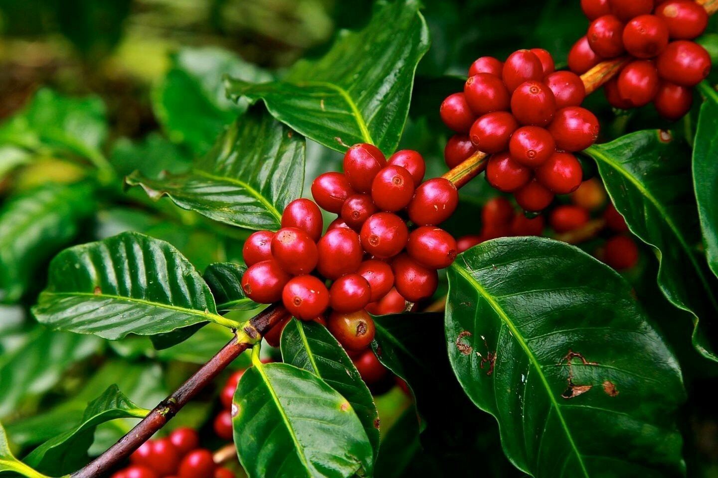 5 LBS GUATEMALA GUATEMALAN FRESH UNROASTED GREEN COFFEE BEANS – ARABICA