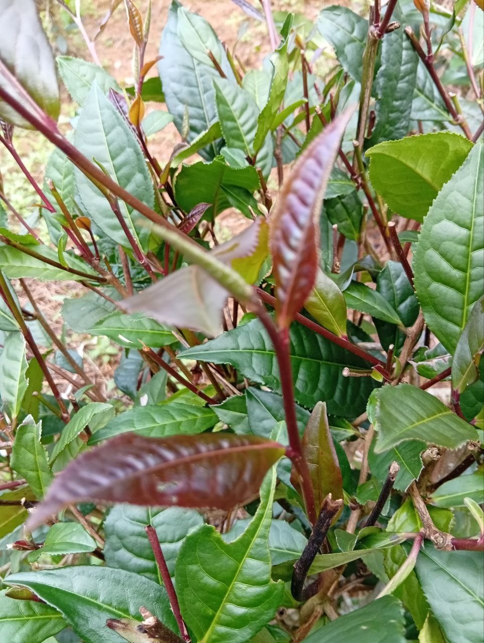 Best Ceylon Silver While Tea Dried Leaves 75 Handpicked Natural Strong & Quality
