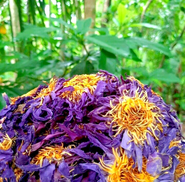 130g Dried Blue Lotus Flower Nymphaea Caerulea Natural Hand Picked Flower Herbal