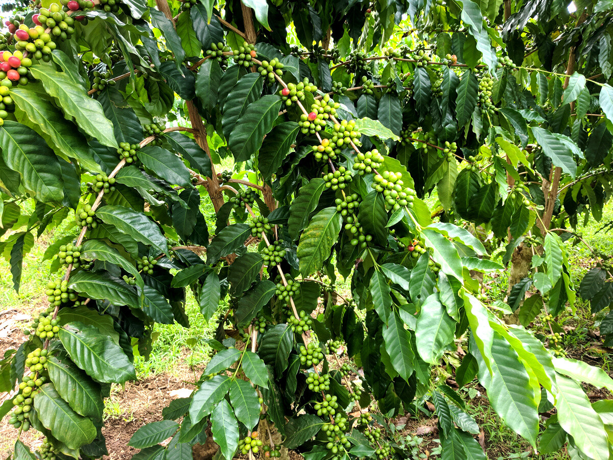 BRAZILIAN MOGIANA COFFEE BEANS MEDIUM ROASTED 2 OR 5 POUNDS
