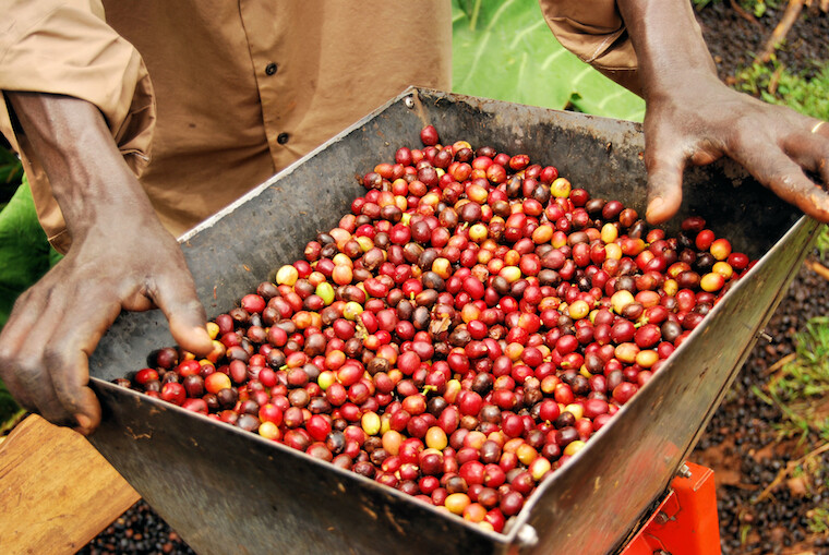 100% JAMAICAN BLUE MOUNTAIN COFFEE BEANS DARK ROASTED 1 POUND BAG